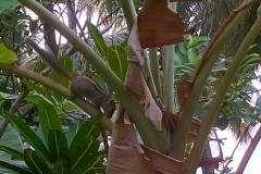 IMG-20190125-WA0002